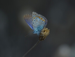 butterfly on a flower