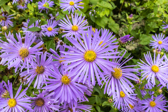 Aster Frikartii 'Monch' a lavender-blue herbaceous perennial in a herbaceous border.