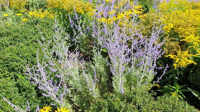 Perovskia 'Blue Spire' a late summer flowering plant with a blue purple summertime flower in July and August and commonly known as Russian Sage, video footage clip