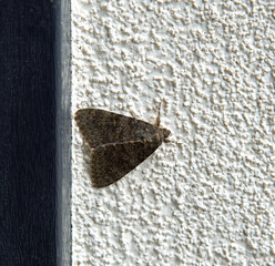 Night butterfly insect animal called moth spending the day in the crevice of the building Podlasie, August 2021.