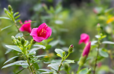 Bright pink with red combined hibiscus rosa sinensis flower in the garden