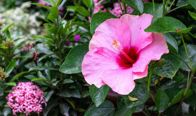 Fully bloomed pink and red hibiscus rosa sinensis or joba flower in the garden on the tree © Xookits