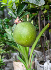 Green raw organic pomelo fruit on the tree in the garden