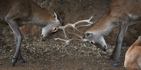 fight of young deer (cervus elephus) measuring their strength in time of bellowing in Ojen, Marbella. Spain