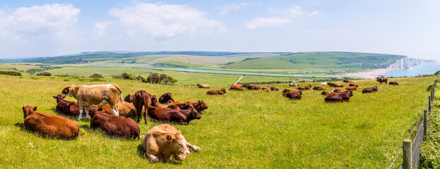 A panorama view of cows grazing at Seaford, UK with a backdrop of Cuckmere Haven and the Seven Sisters chalk cliffs in early summer