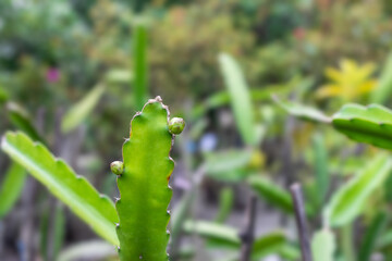 Newborn tiny dragon fruit growing on a branch in the garden close up view with blur background