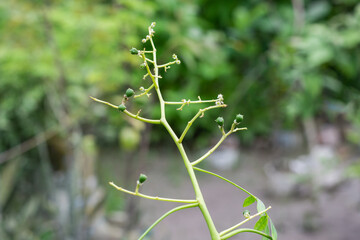 Newborn hog plum growing on a branch in the garden close up view with selective focus