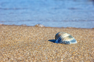 Seashell on the beach, Idyllic nature view on the beach over seascape background.