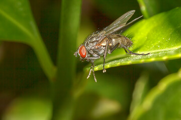 Detailed macro of sitting fly on a green leaf, blurred background. Horizontal view