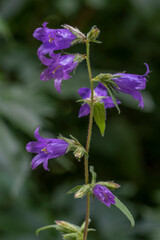 Breitblättrige Glockenblume ( Campanula latifolia)