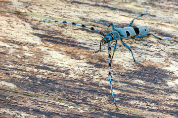 Alpenbock (Rosalia alpina)