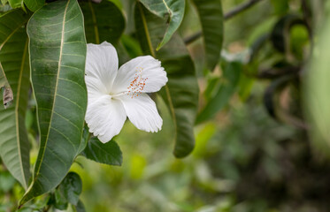 A fully bloomed white hibiscus rosa sinensis flower under the mango leaves in the garden close up with copy space