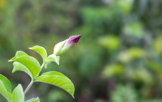 A growing bud of allamanda cathartica or common trumpet vine pink flower on soft green bokeh background with selective focus