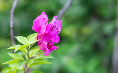 Fototapeta na wymiar Beautiful blossomed pink bougainvillea flowers with green leaves on the soft green bokeh background with selective focus
