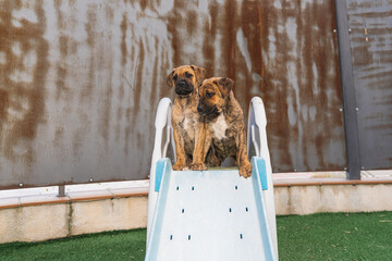 Spanish Alano puppies sitting on a slide in their backyard