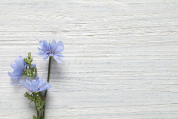 Beautiful chicory flowers on white wooden background, flat lay. Space for text