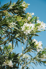 Fototapeta na wymiar Close-up of branch of blooming olive tree with white flowers with blue sky on background. Flora of Santorini island, Greece.
