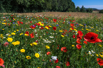 Angelegte Bienenwiese