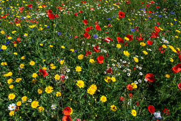 Angelegte Bienenwiese