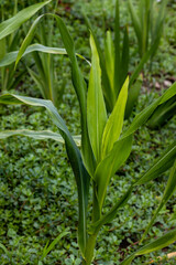 Obraz premium Close-up photo of a green corn plant, photographed in the garden with other plants and grass on the ground