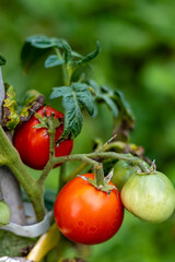 Fresh bunches of ripe and green tomatoes in the garden; the concept of healthy food without the addition of additives; the tomato that ripens in the village