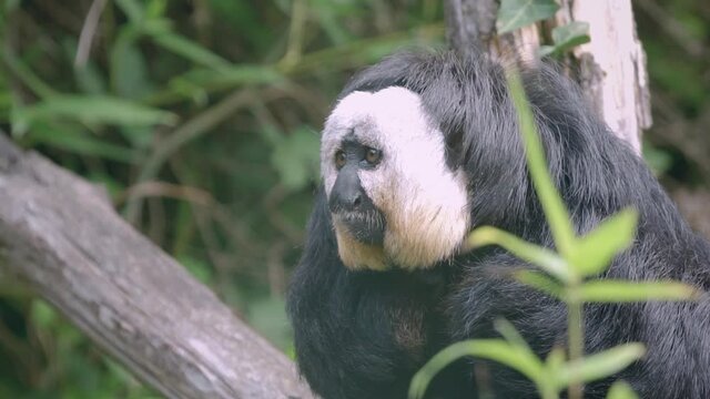 saki de profil sur un tronc d'arbre