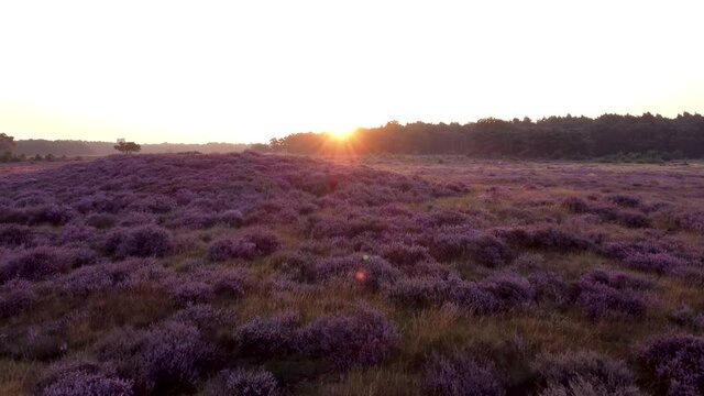 Early morning heather sunrise aerial along ancient burial mound