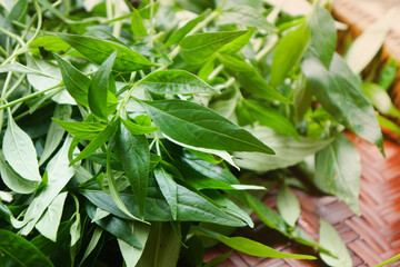 Raw fresh green Kariyat leaves on bamboo tray. Bitter herbs in the cold medicine group that help against coronavirus. Andrographis paniculata Wall ex Ness.