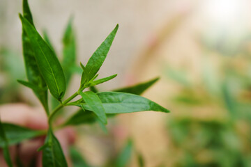 Fresh green Kariyat leaves.  Bitter herbs in the cold medicine group ้that help against...