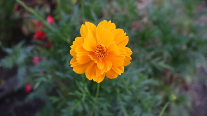 orange flower in the garden