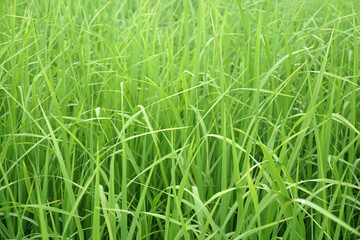 fresh green leaves of young rice background.  Natural plant in rice field. 