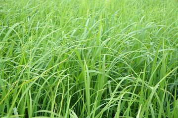 fresh green leaves of young rice background.  Natural plant in rice field. 