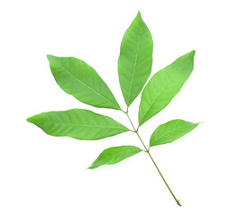 Leaf of longan fruit isolated on white background