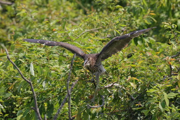 ホシゴイが飛び立つ瞬間