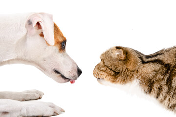 Lovely dog Jack Russell Terrier and curious cat Scottish Fold isolated on a white background