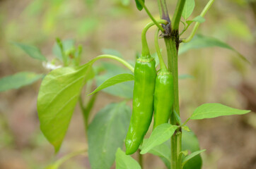Closeup of the pair of ripe green chilly with plants and leaves