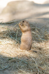 The black-tailed prairie dog, Cynomys ludovicianus, lives in colonies on the American prairies