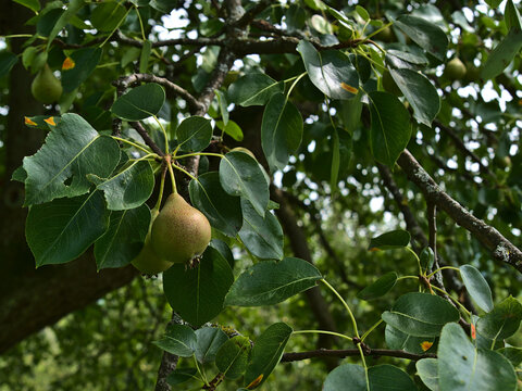 Closeup view of a pear tree (pyrus) in summer with fruits, green leaves and branches at Limburg mountain on a meadow orchard near Weilheim, Germany.
