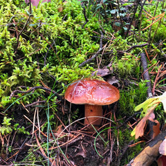 Mushrooms growing in a natural environment - moss and grass in a pine forest on a rainy autumn day