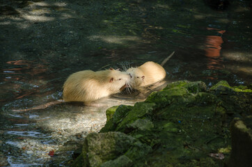 Young nutria played in water
