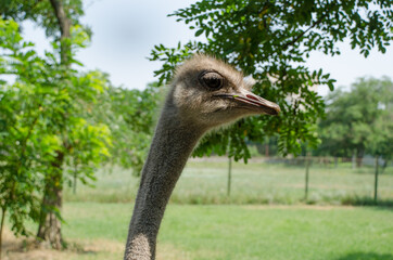 Close-up view of the head of an ostrich.