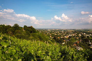Fototapeta na wymiar Radebeul, view from the vineyards to the city
