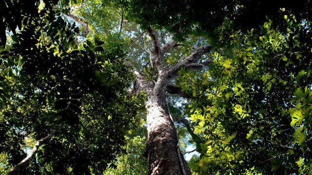 Tall trees at amazon forest and blue sky