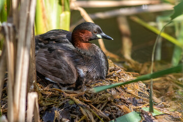 Zwergtaucher (Tachybaptus ruficollis) mit Jungen auf dem Nest