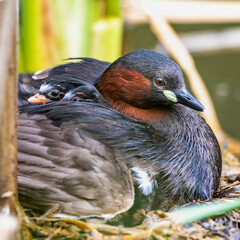 Zwergtaucher (Tachybaptus ruficollis) mit Jungen auf dem Nest