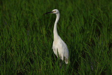 一羽だけで水田に佇むコサギ