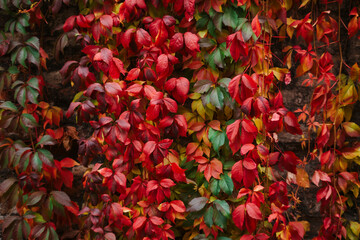 Red green and orange ivy wall