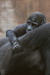 The western gorilla, baby gorilla