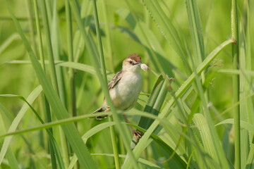 巣材をくわえるセッカ