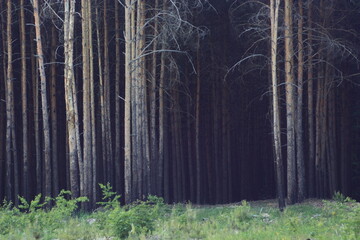 background of pine trunks